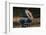 Barn Owl (Tyto Alba) Sitting on a Camera-Don Mammoser-Framed Photographic Print