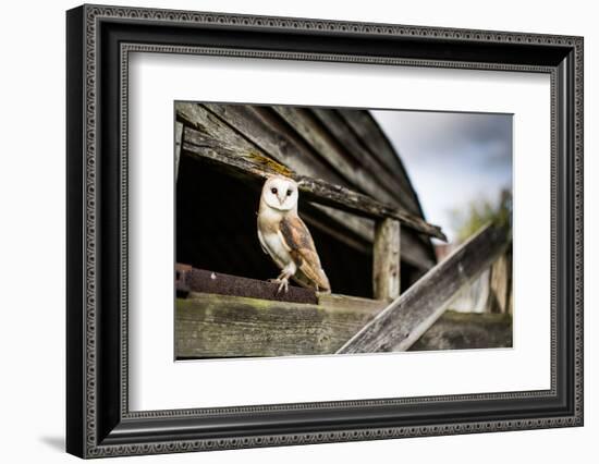 Barn Owl (Tyto Alba), Wheatley, Oxfordshire, England, United Kingdom, Europe-John Alexander-Framed Photographic Print