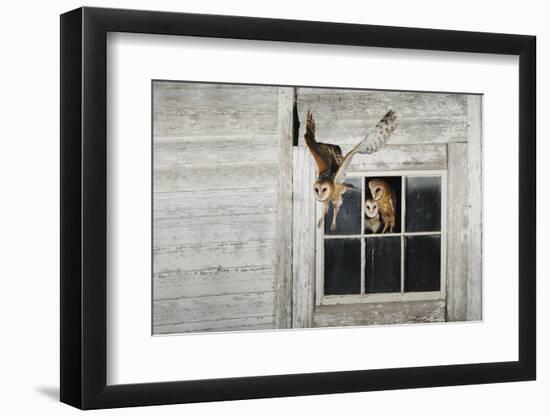 Barn Owl (Tyto Alba)-Rolf Nussbaumer-Framed Photographic Print