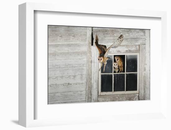 Barn Owl (Tyto Alba)-Rolf Nussbaumer-Framed Photographic Print