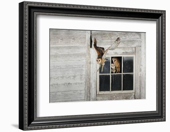 Barn Owl (Tyto Alba)-Rolf Nussbaumer-Framed Photographic Print