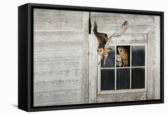 Barn Owl (Tyto Alba)-Rolf Nussbaumer-Framed Premier Image Canvas