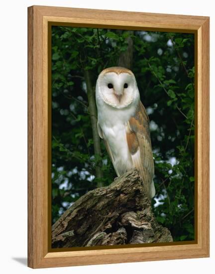 Barn Owl, Warwickshire, England, United Kingdom, Europe-Rainford Roy-Framed Premier Image Canvas