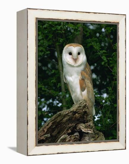 Barn Owl, Warwickshire, England, United Kingdom, Europe-Rainford Roy-Framed Premier Image Canvas