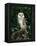 Barn Owl, Warwickshire, England, United Kingdom, Europe-Rainford Roy-Framed Premier Image Canvas