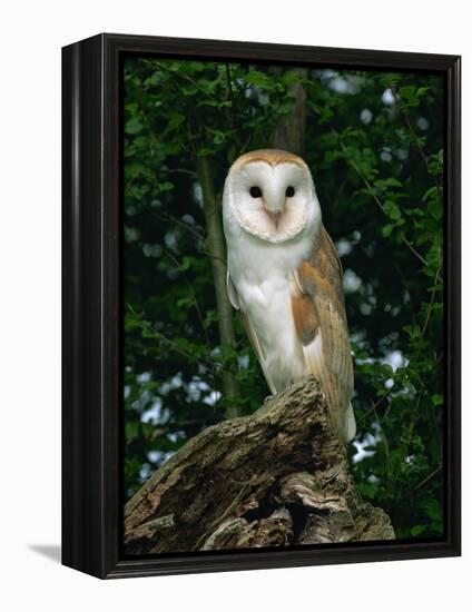 Barn Owl, Warwickshire, England, United Kingdom, Europe-Rainford Roy-Framed Premier Image Canvas