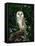 Barn Owl, Warwickshire, England, United Kingdom, Europe-Rainford Roy-Framed Premier Image Canvas