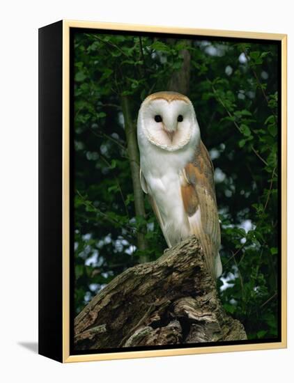 Barn Owl, Warwickshire, England, United Kingdom, Europe-Rainford Roy-Framed Premier Image Canvas