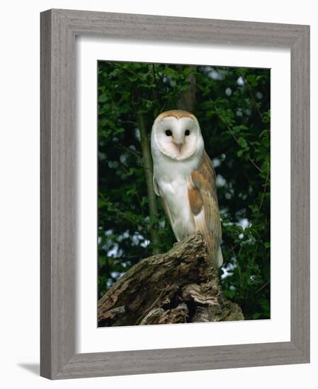 Barn Owl, Warwickshire, England, United Kingdom, Europe-Rainford Roy-Framed Photographic Print