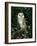 Barn Owl, Warwickshire, England, United Kingdom, Europe-Rainford Roy-Framed Photographic Print