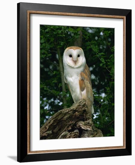 Barn Owl, Warwickshire, England, United Kingdom, Europe-Rainford Roy-Framed Photographic Print