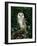 Barn Owl, Warwickshire, England, United Kingdom, Europe-Rainford Roy-Framed Photographic Print