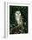 Barn Owl, Warwickshire, England, United Kingdom, Europe-Rainford Roy-Framed Photographic Print