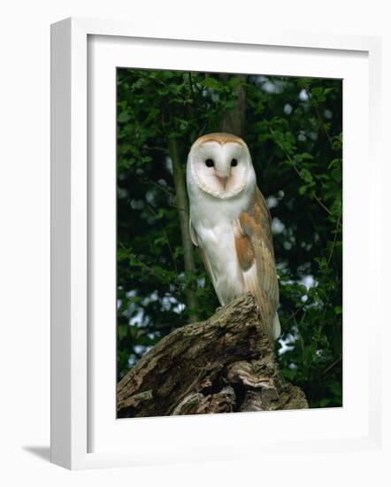 Barn Owl, Warwickshire, England, United Kingdom, Europe-Rainford Roy-Framed Photographic Print