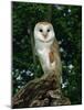 Barn Owl, Warwickshire, England, United Kingdom, Europe-Rainford Roy-Mounted Photographic Print