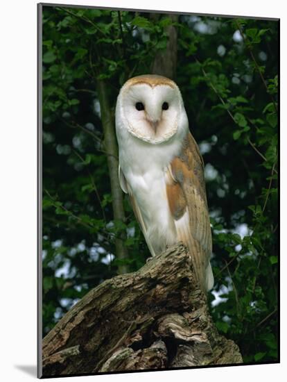 Barn Owl, Warwickshire, England, United Kingdom, Europe-Rainford Roy-Mounted Photographic Print