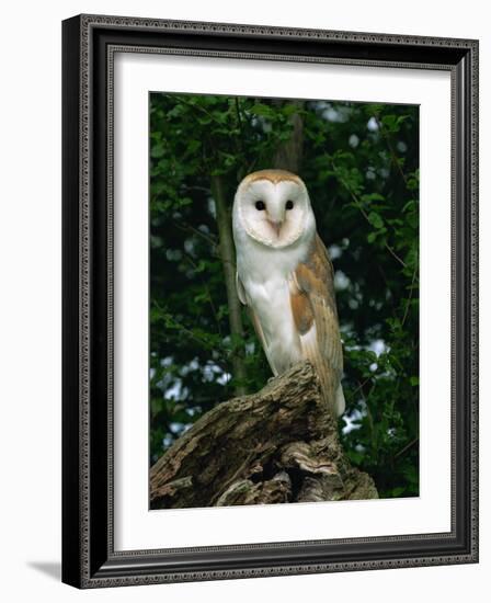 Barn Owl, Warwickshire, England, United Kingdom, Europe-Rainford Roy-Framed Photographic Print