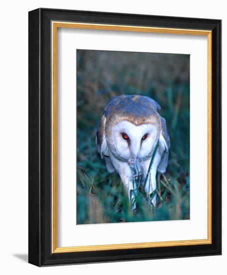 Barn Owl with a Mouse, Native to Southern USA-David Northcott-Framed Photographic Print