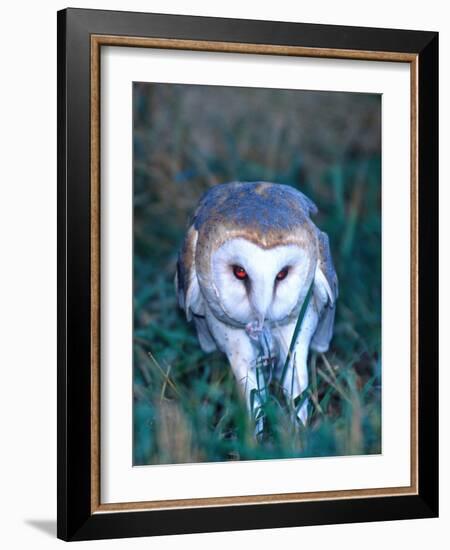 Barn Owl with a Mouse, Native to Southern USA-David Northcott-Framed Photographic Print