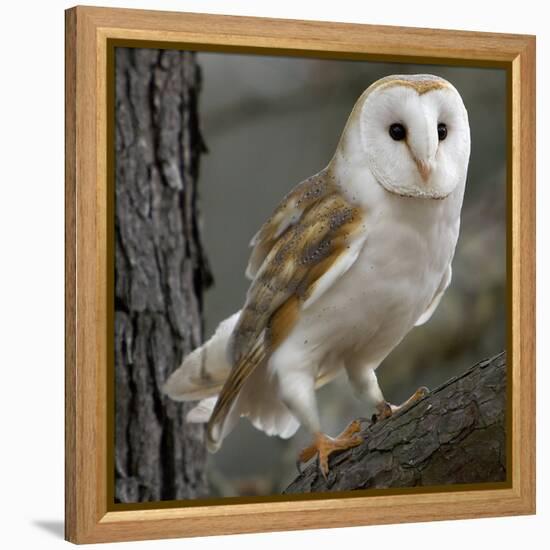 Barn Owl-Linda Wright-Framed Premier Image Canvas