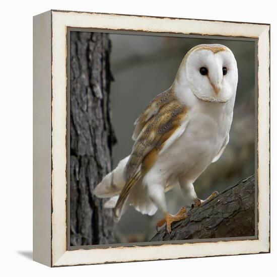 Barn Owl-Linda Wright-Framed Premier Image Canvas