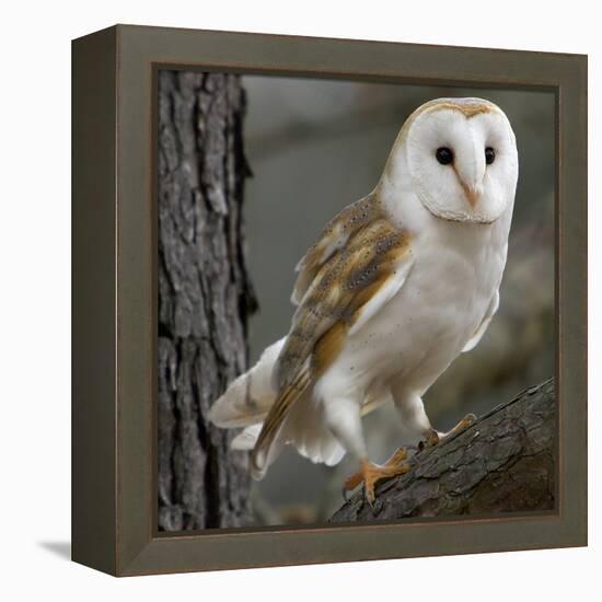 Barn Owl-Linda Wright-Framed Premier Image Canvas