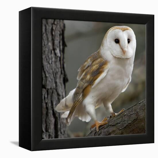 Barn Owl-Linda Wright-Framed Premier Image Canvas