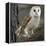 Barn Owl-Linda Wright-Framed Premier Image Canvas