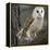 Barn Owl-Linda Wright-Framed Premier Image Canvas