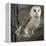 Barn Owl-Linda Wright-Framed Premier Image Canvas