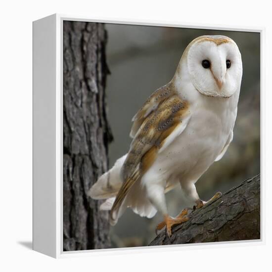 Barn Owl-Linda Wright-Framed Premier Image Canvas