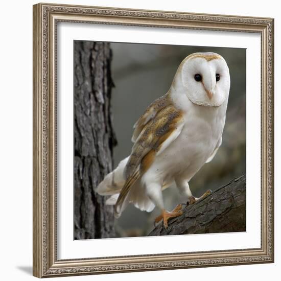 Barn Owl-Linda Wright-Framed Premium Photographic Print