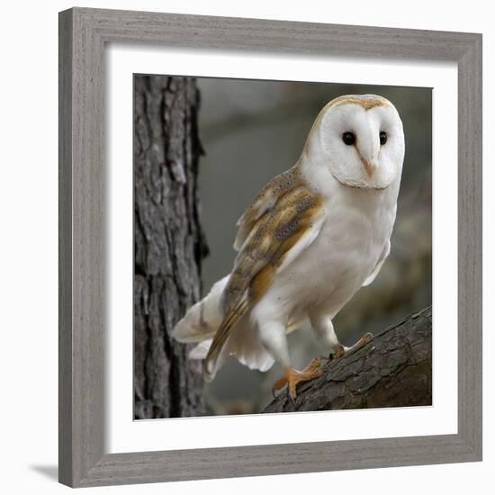 Barn Owl-Linda Wright-Framed Premium Photographic Print