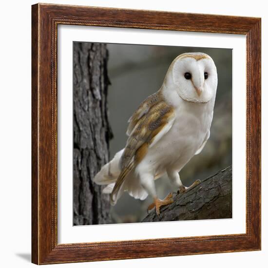 Barn Owl-Linda Wright-Framed Premium Photographic Print