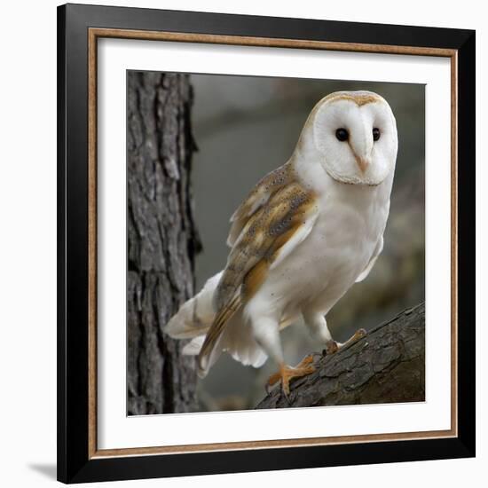 Barn Owl-Linda Wright-Framed Premium Photographic Print