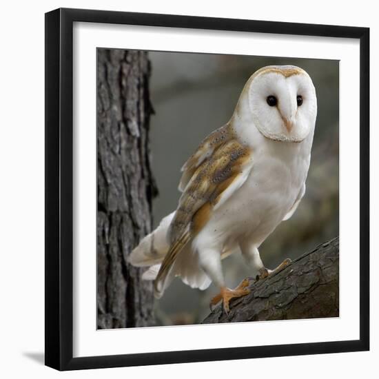 Barn Owl-Linda Wright-Framed Premium Photographic Print