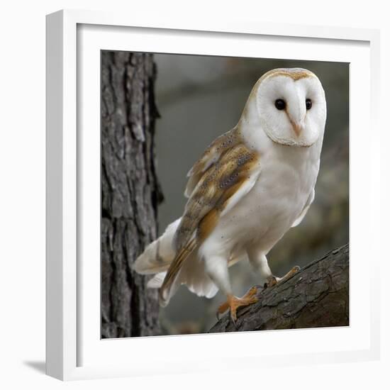 Barn Owl-Linda Wright-Framed Premium Photographic Print