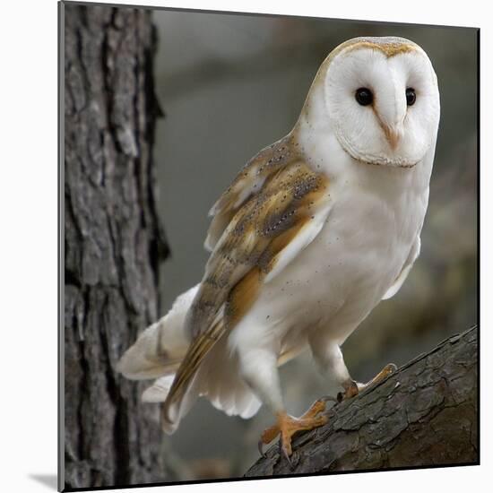 Barn Owl-Linda Wright-Mounted Premium Photographic Print