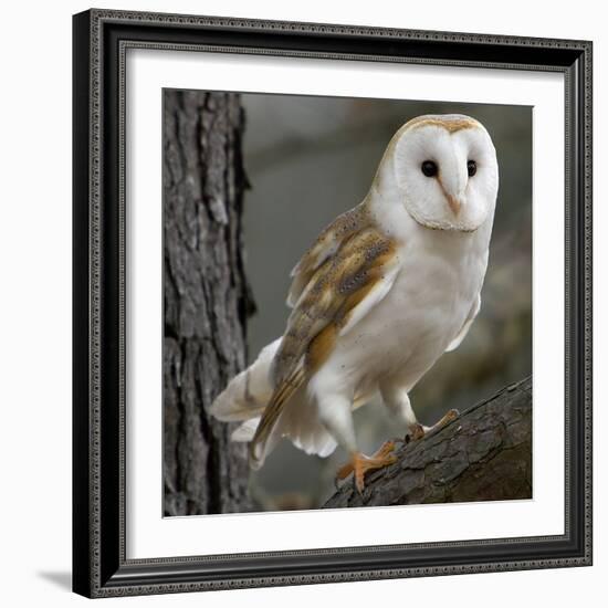 Barn Owl-Linda Wright-Framed Premium Photographic Print