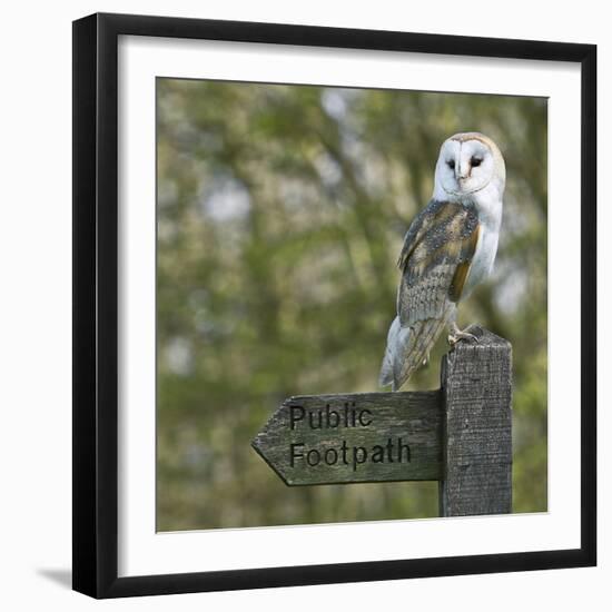 Barn Owl-Linda Wright-Framed Premium Photographic Print