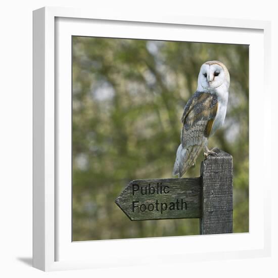 Barn Owl-Linda Wright-Framed Premium Photographic Print