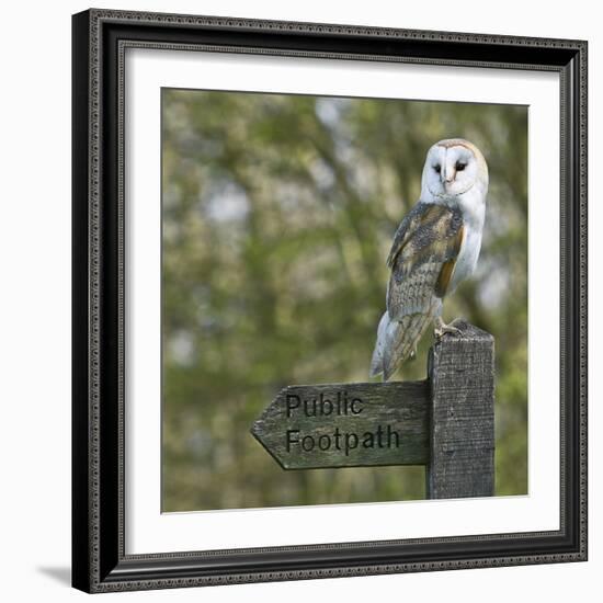 Barn Owl-Linda Wright-Framed Premium Photographic Print