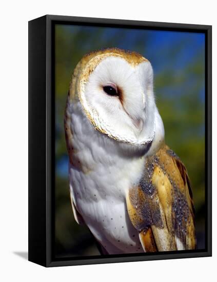 Barn Owl-Douglas Taylor-Framed Premier Image Canvas