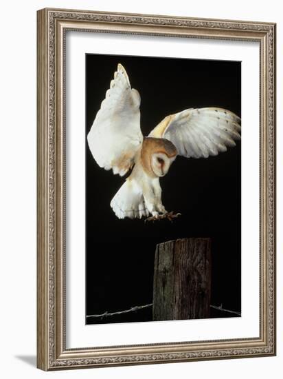 Barn Owl-Andy Harmer-Framed Photographic Print