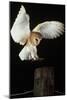 Barn Owl-Andy Harmer-Mounted Photographic Print