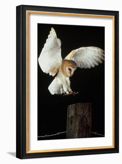 Barn Owl-Andy Harmer-Framed Photographic Print