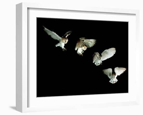 Barn Owl-Andy Harmer-Framed Photographic Print