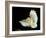 Barn Owl-Andy Harmer-Framed Photographic Print