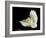 Barn Owl-Andy Harmer-Framed Photographic Print