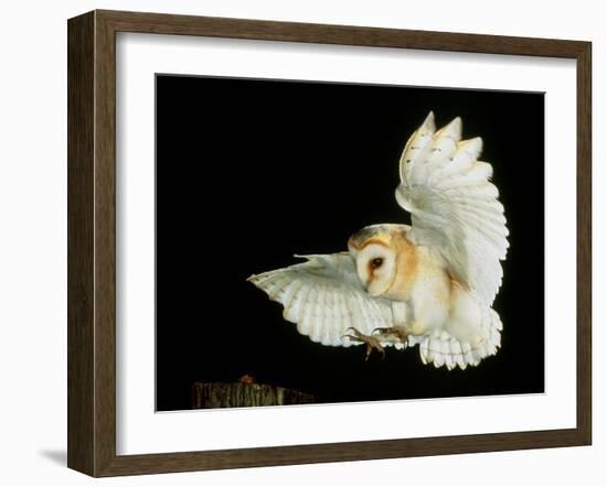 Barn Owl-Andy Harmer-Framed Photographic Print